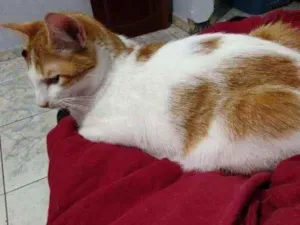 Gato raça SRD idade 7 a 11 meses nome Polenta