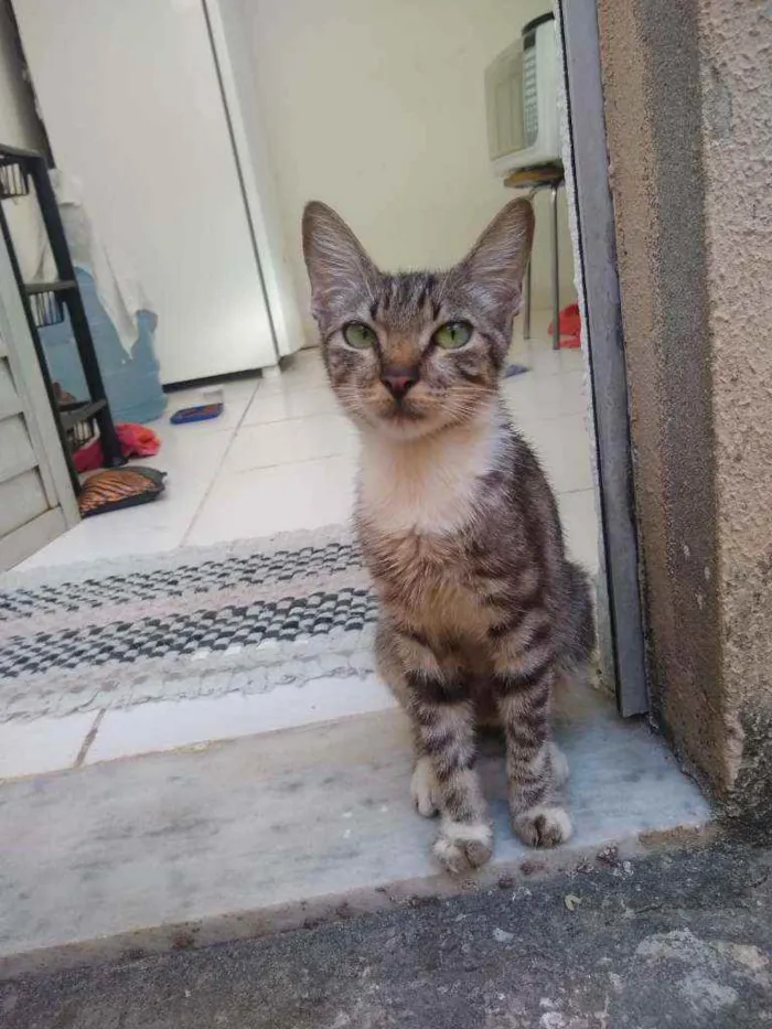 Gato raça SRD idade 1 ano nome Gatita