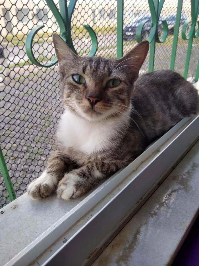 Gato raça SRD idade 1 ano nome Gatita