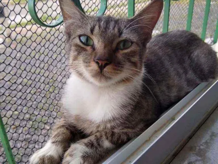 Gato raça SRD idade 1 ano nome Gatita