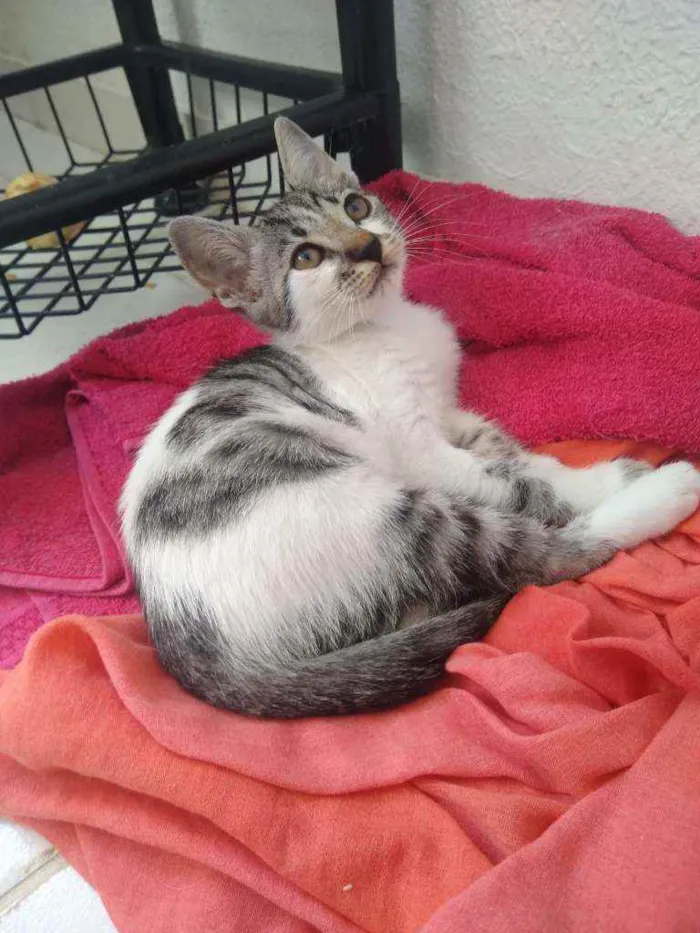 Gato raça SRD idade 2 a 6 meses nome Filhotinha 