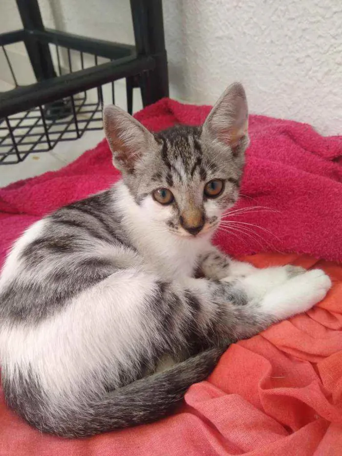 Gato raça SRD idade 2 a 6 meses nome Filhotinha 