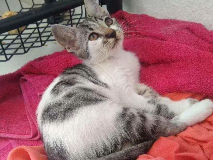 Gato raça SRD idade 2 a 6 meses nome Filhotinha 