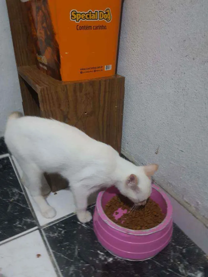 Gato raça Gato idade 7 a 11 meses nome Branquinho 