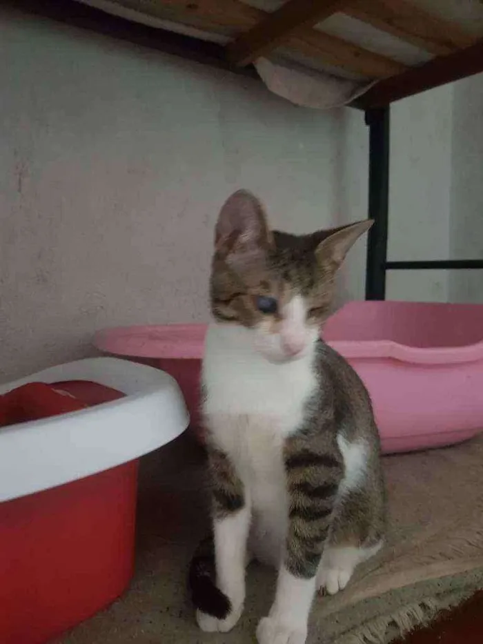 Gato raça Gato idade 1 ano nome Miguel 