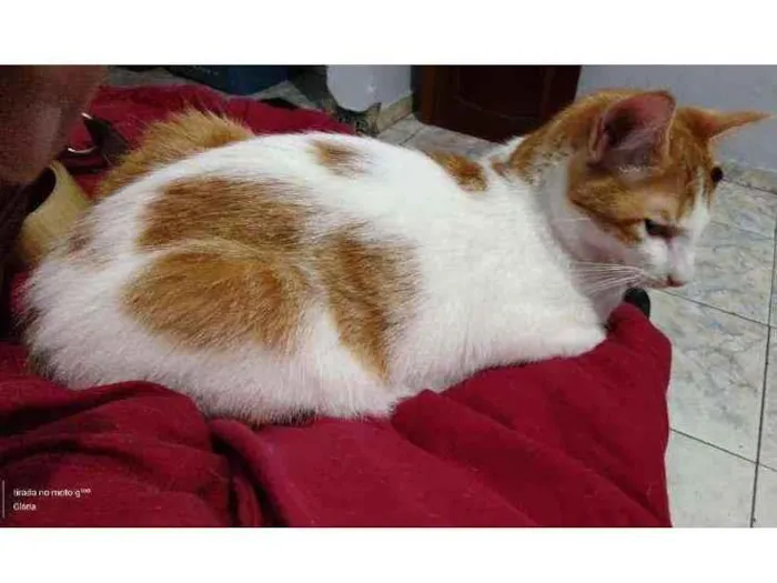 Gato ra a SRD idade 7 a 11 meses nome Polenta