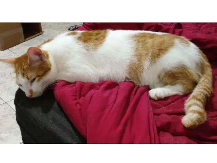 Gato ra a SRD idade 7 a 11 meses nome Polenta