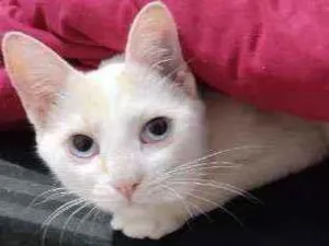 Gato raça SRD idade 7 a 11 meses nome Ricota