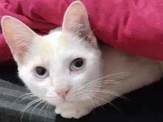 Gato ra a SRD idade 7 a 11 meses nome Ricota