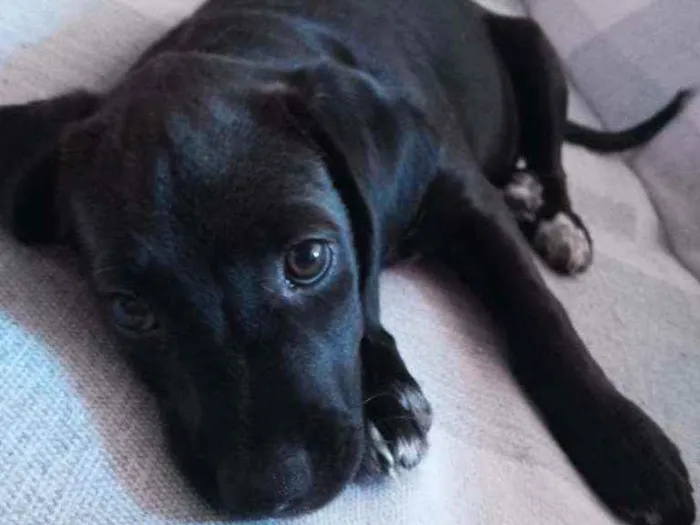 Cachorro ra a Vira latinha idade 2 a 6 meses nome Sem nome