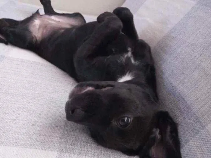 Cachorro ra a Vira latinha idade 2 a 6 meses nome Sem nome