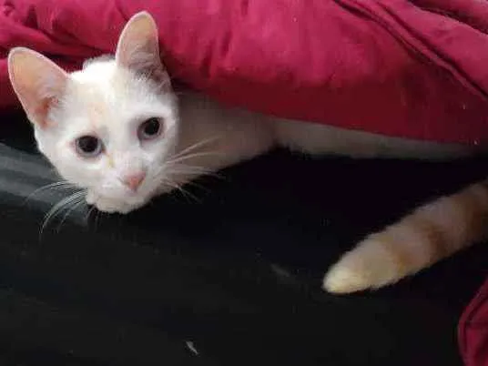 Gato ra a SRD idade 7 a 11 meses nome Ricota