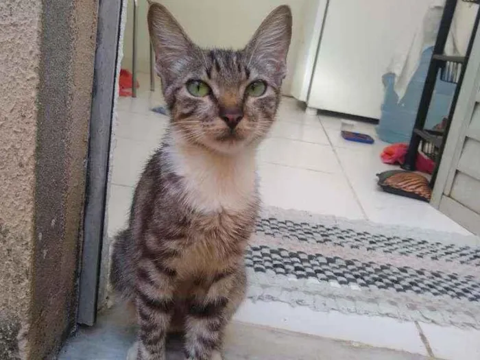 Gato raça SRD idade 1 ano nome Gatita