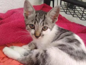 Gato raça SRD idade 2 a 6 meses nome Filhotinha 