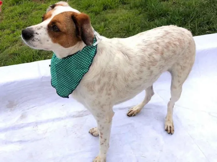 Cachorro raça SRD  idade 1 ano nome Billy