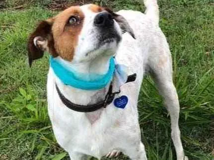 Cachorro raça SRD  idade 1 ano nome Billy