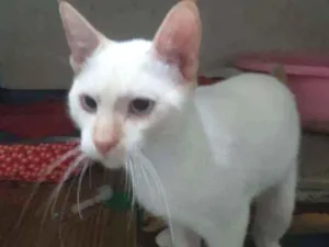 Gato raça Gato idade 7 a 11 meses nome Branquinho 