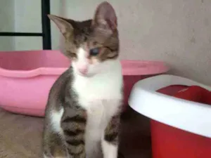 Gato raça Gato idade 1 ano nome Miguel 