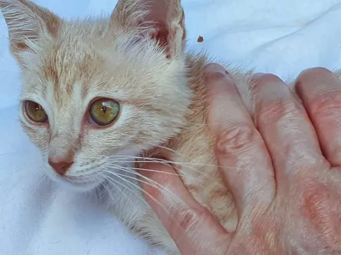 Gato raça SRD idade 2 a 6 meses nome PEDRO PASTEL