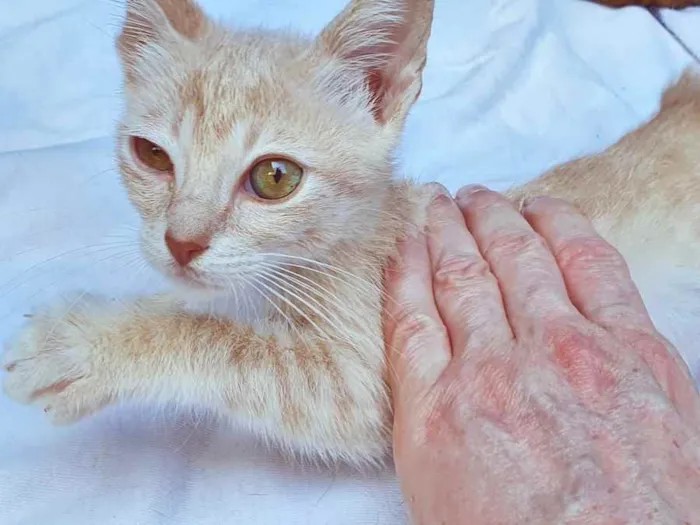 Gato raça SRD idade 2 a 6 meses nome PEDRO PASTEL