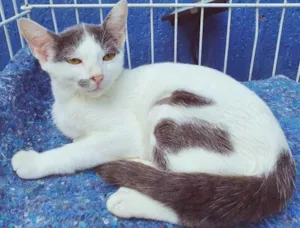 Gato raça SRD idade 2 a 6 meses nome EDUARDA CHICA