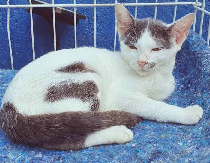 Gato raça SRD idade 2 a 6 meses nome EDUARDA CHICA