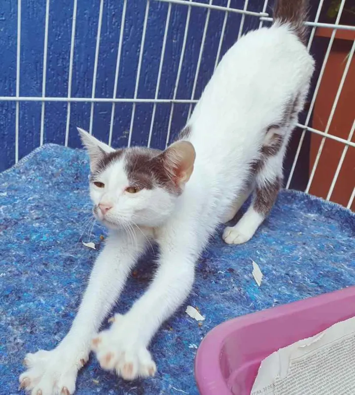 Gato raça SRD idade 2 a 6 meses nome EDUARDA CHICA