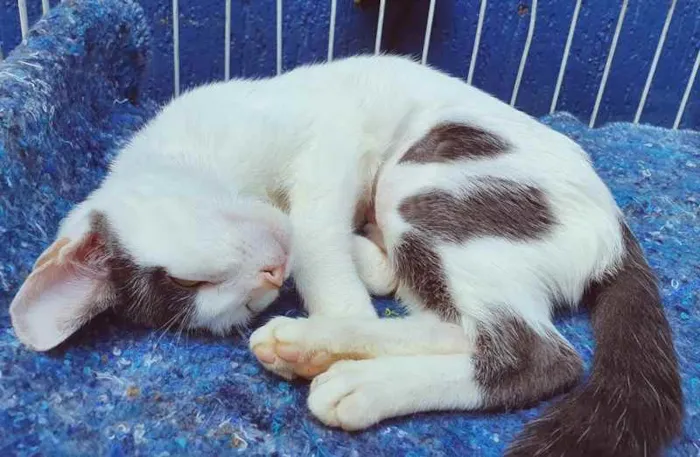 Gato raça SRD idade 2 a 6 meses nome EDUARDA CHICA