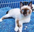 Gato raça SIAMES (MESTIÇO) idade 2 a 6 meses nome ERICA ELETRICA