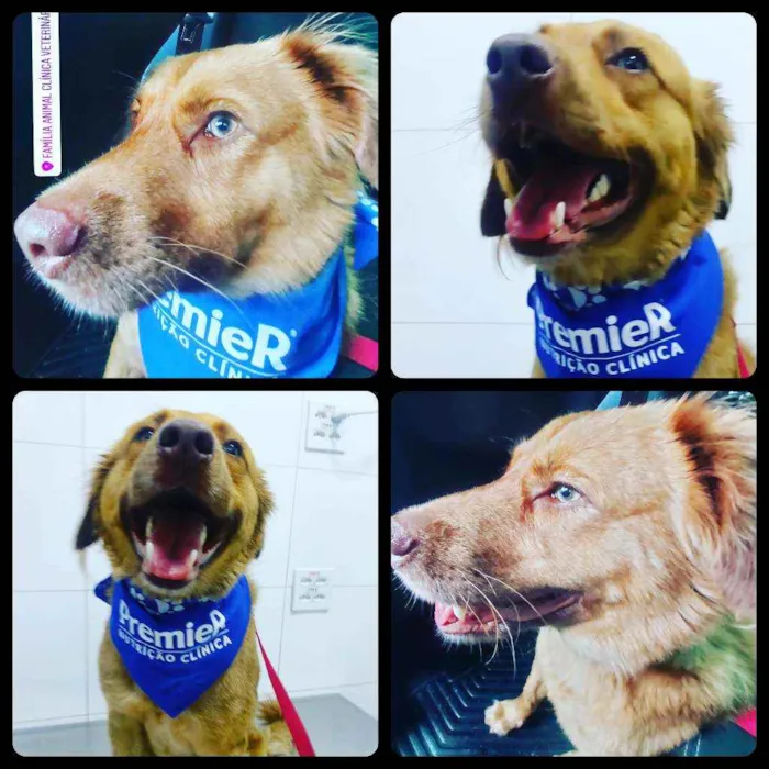 Cachorro ra a Srd idade 2 a 6 meses nome Tarê 