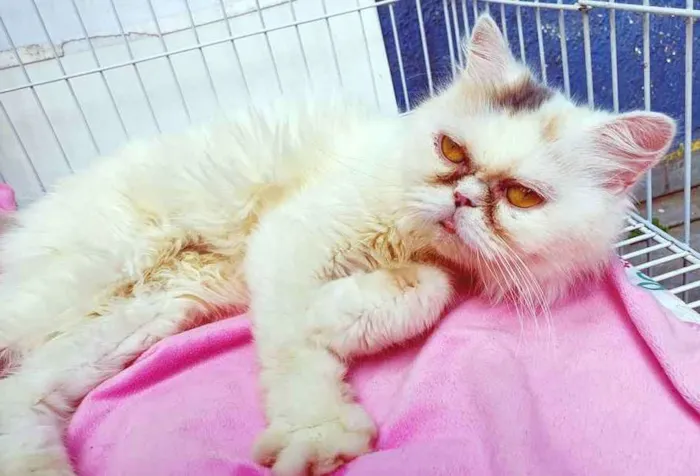 Gato raça PERSA idade 2 anos nome MARÍLIA PERSA