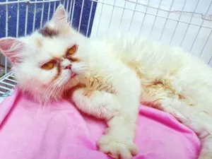 Gato raça PERSA idade 2 anos nome MARÍLIA PERSA