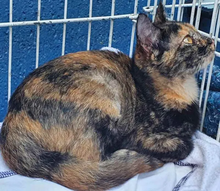 Gato raça SRD idade 2 a 6 meses nome TATA ESCAMA