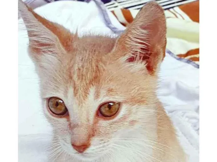 Gato raça SRD idade 2 a 6 meses nome PEDRO PASTEL
