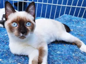 Gato raça SIAMES (MESTIÇO) idade 2 a 6 meses nome ERICA ELETRICA