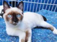Gato raça SIAMES (MESTIÇO) idade 2 a 6 meses nome ERICA ELETRICA