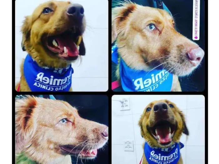 Cachorro ra a Srd idade 2 a 6 meses nome Tarê 