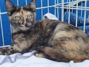 Gato raça SRD idade 2 a 6 meses nome TATA ESCAMA