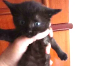 Gato raça SRD idade 2 a 6 meses nome MYA