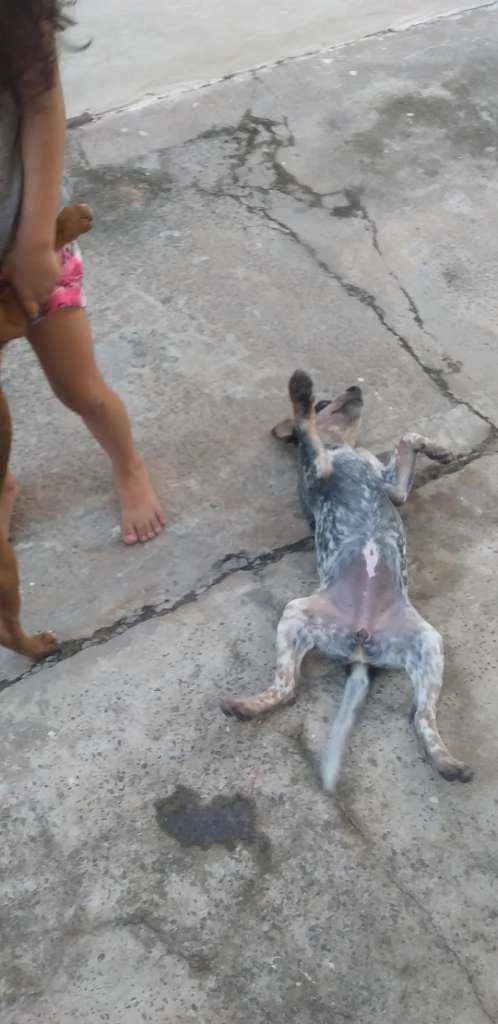 Cachorro raça Boiadeiro australiano  idade 2 a 6 meses nome Branca