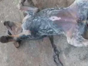 Cachorro raça Boiadeiro australiano  idade 2 a 6 meses nome Branca