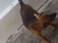 Nina