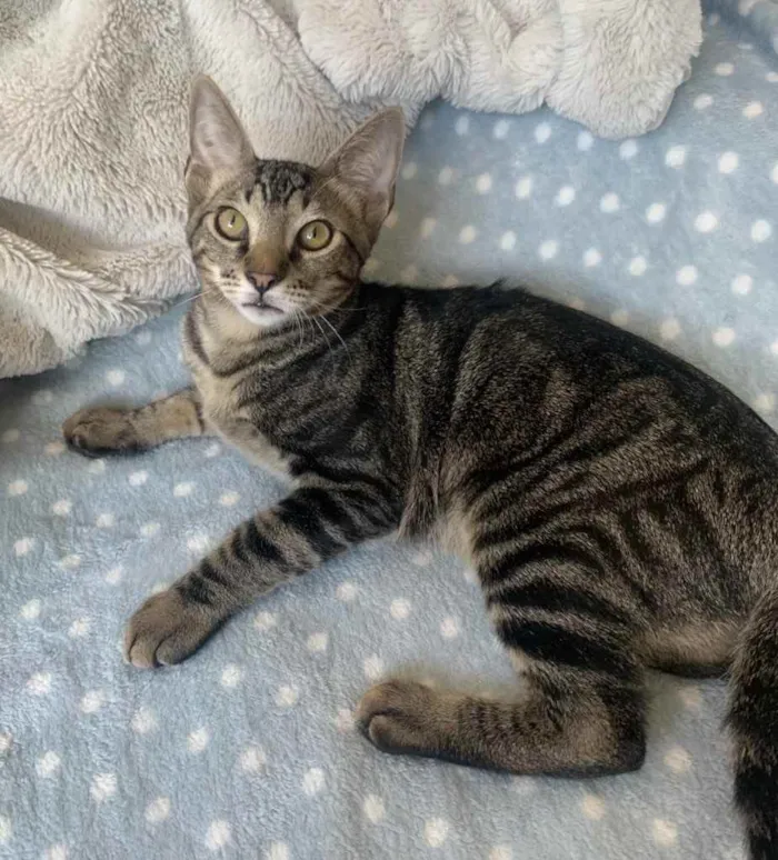 Gato ra a SRD idade 2 a 6 meses nome GENGIBRE
