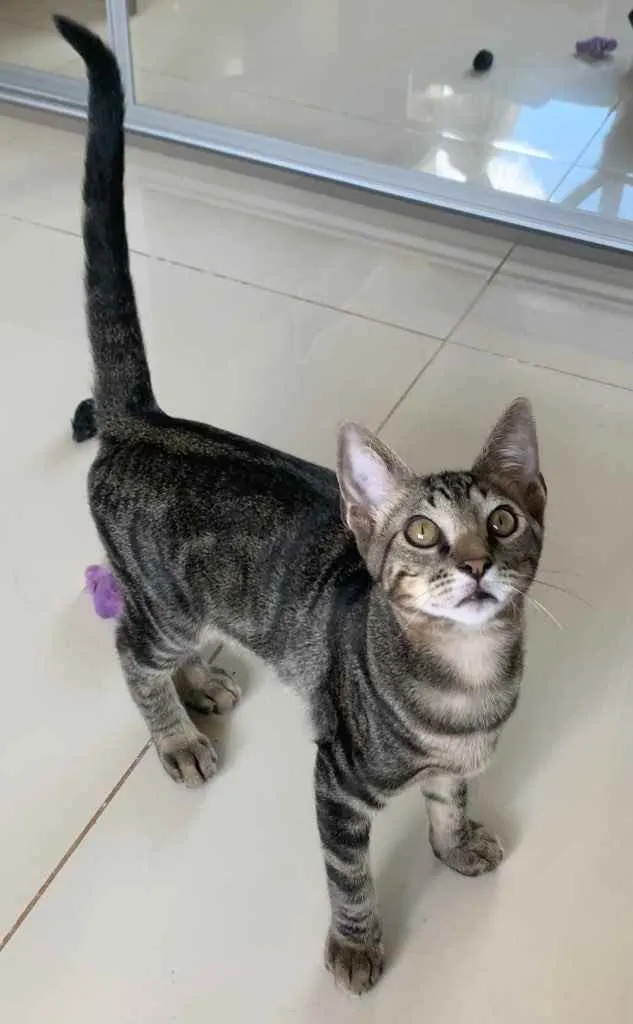 Gato ra a SRD idade 2 a 6 meses nome GENGIBRE
