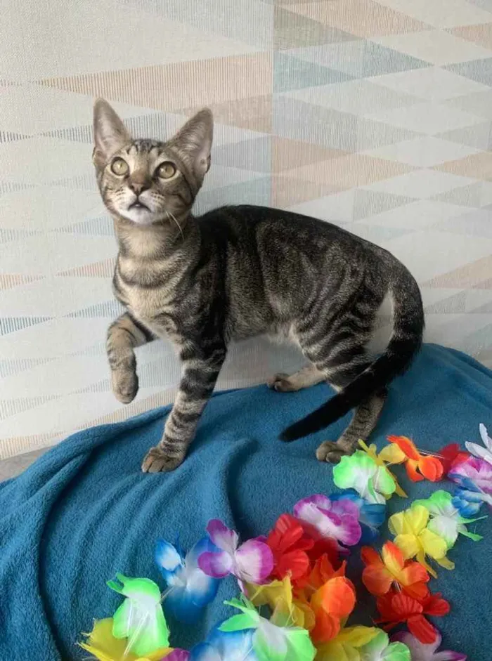 Gato ra a SRD idade 2 a 6 meses nome GENGIBRE