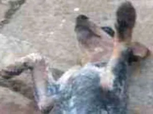 Cachorro raça Boiadeiro australiano  idade 2 a 6 meses nome Branca