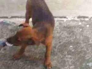 Cachorro raça Vira lata caramelo  idade 2 a 6 meses nome Nina