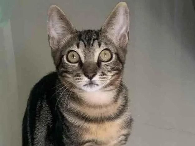 Gato ra a SRD idade 2 a 6 meses nome GENGIBRE