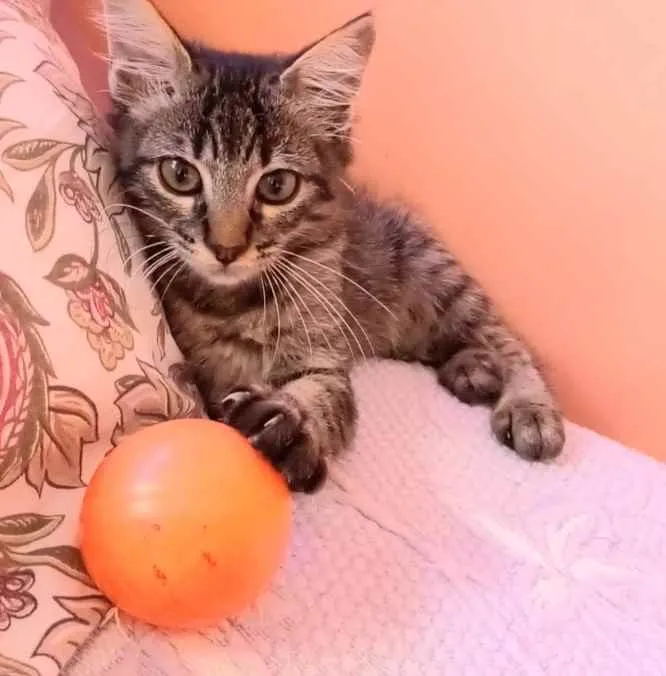 Gato ra a Srd idade 2 a 6 meses nome Anita