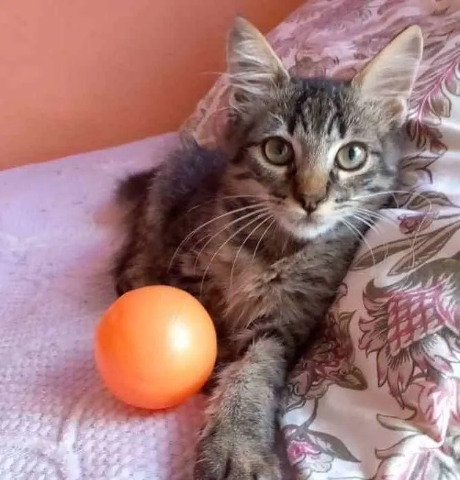 Gato ra a Srd idade 2 a 6 meses nome Anita